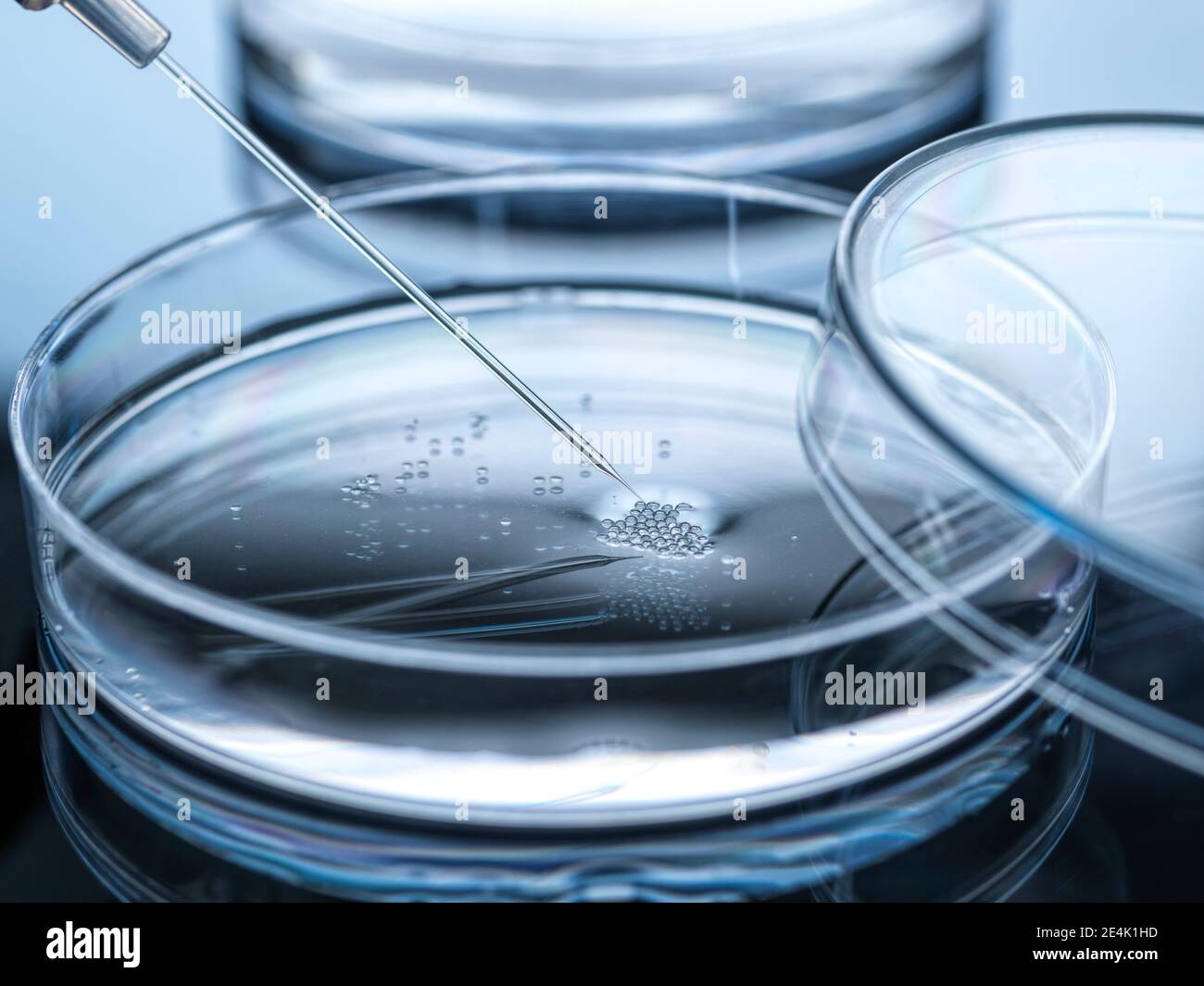 Trasferimento nucleare effettuato su cellule staminali embrionali Foto Stock