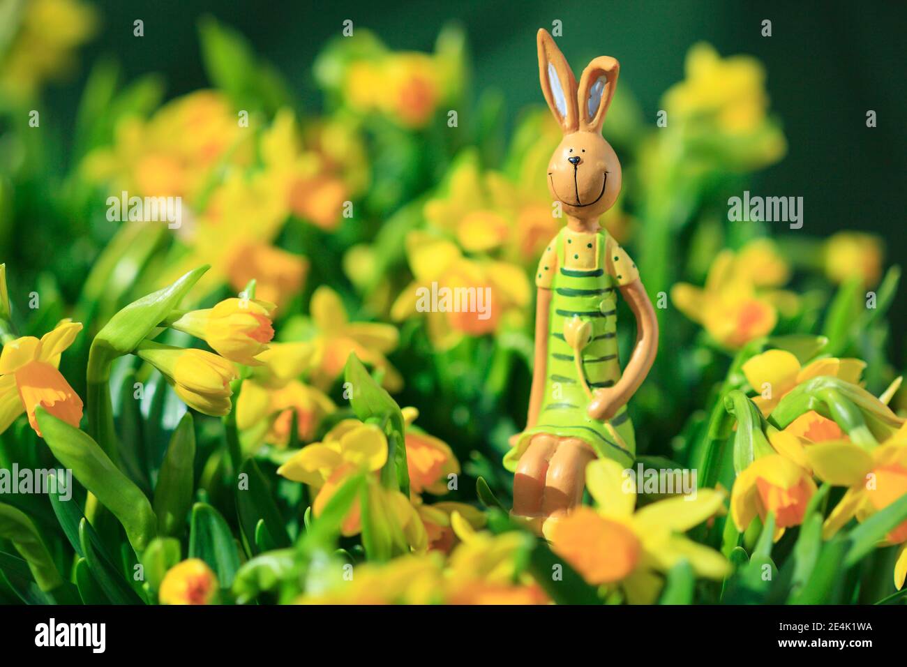 Coniglietto pasquale in mezzo ai narcisi gialli, Svizzera Foto Stock