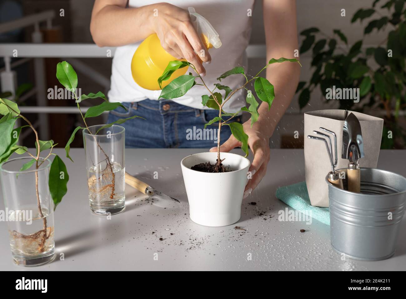 le mani femminili spruzzano la pianta domestica con acqua pulita Foto Stock