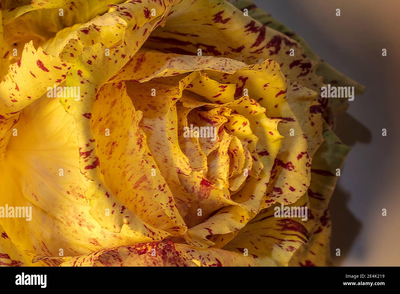 Dettaglio macro della testa gialla dell'insalata. Assomiglia ad un certo genere di Rosa. Tecnica Light Brush. Foto Stock