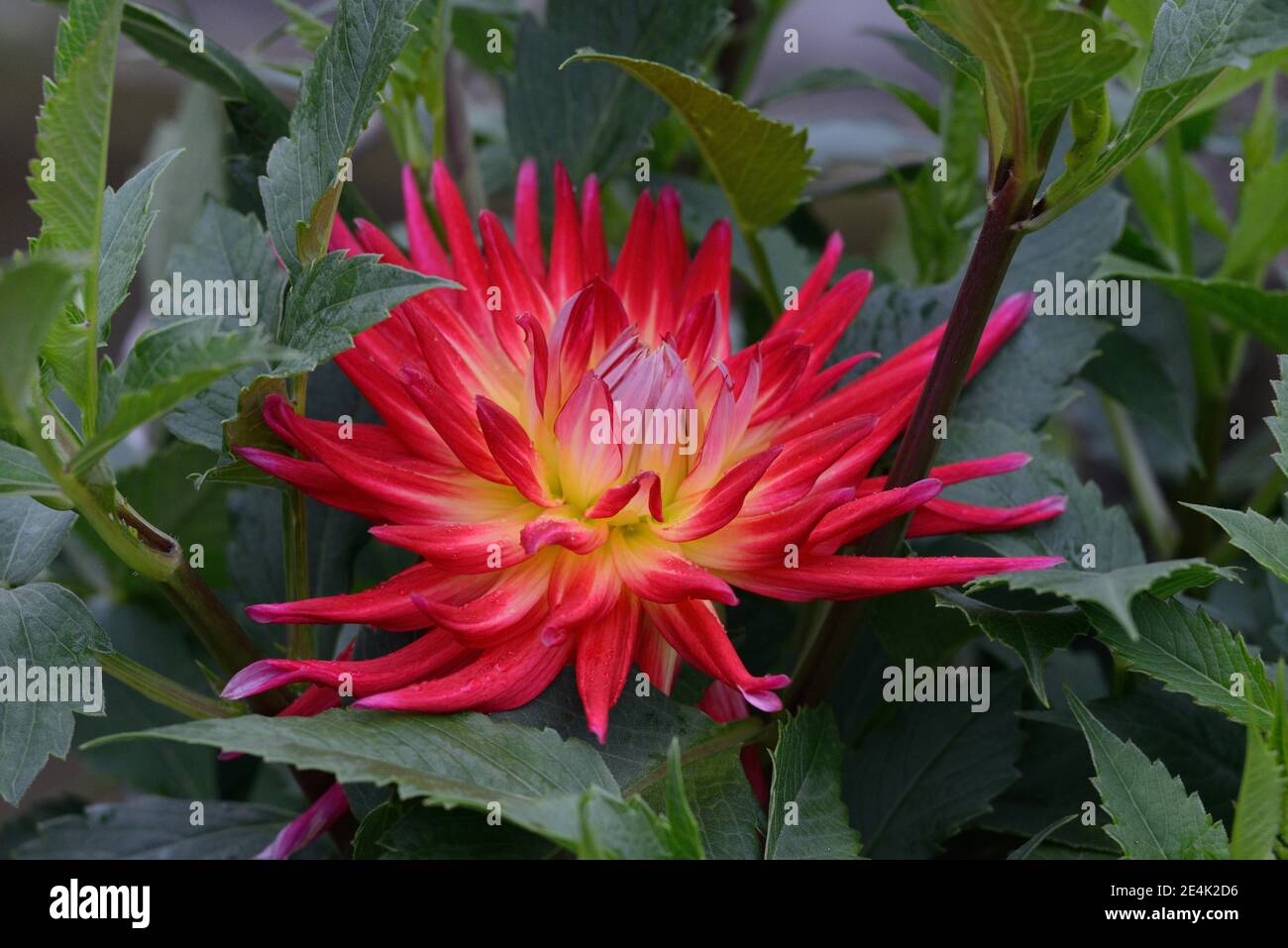 Dahlia, varietà di cactus rosso, specifica di dahlia, cactus dahlia Foto Stock