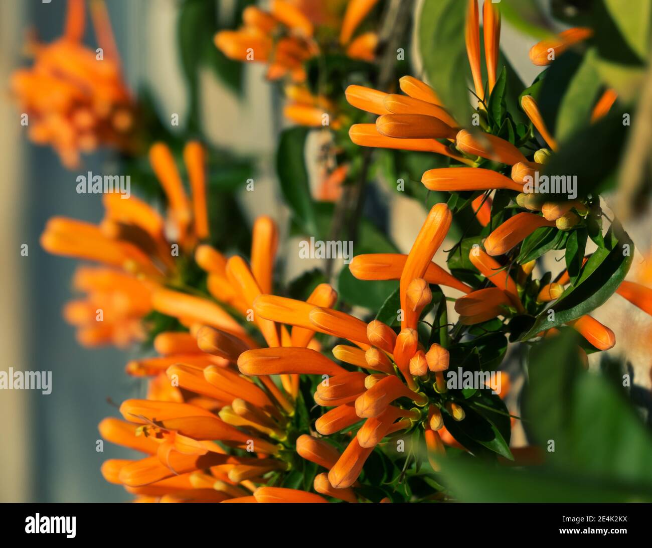 Fiori arancioni allungati della bignonia invernale (Pirostegia venusta), chiamati anche il fiore di San Juan o trombettiere d'arancio, illuminati dalla sera Foto Stock