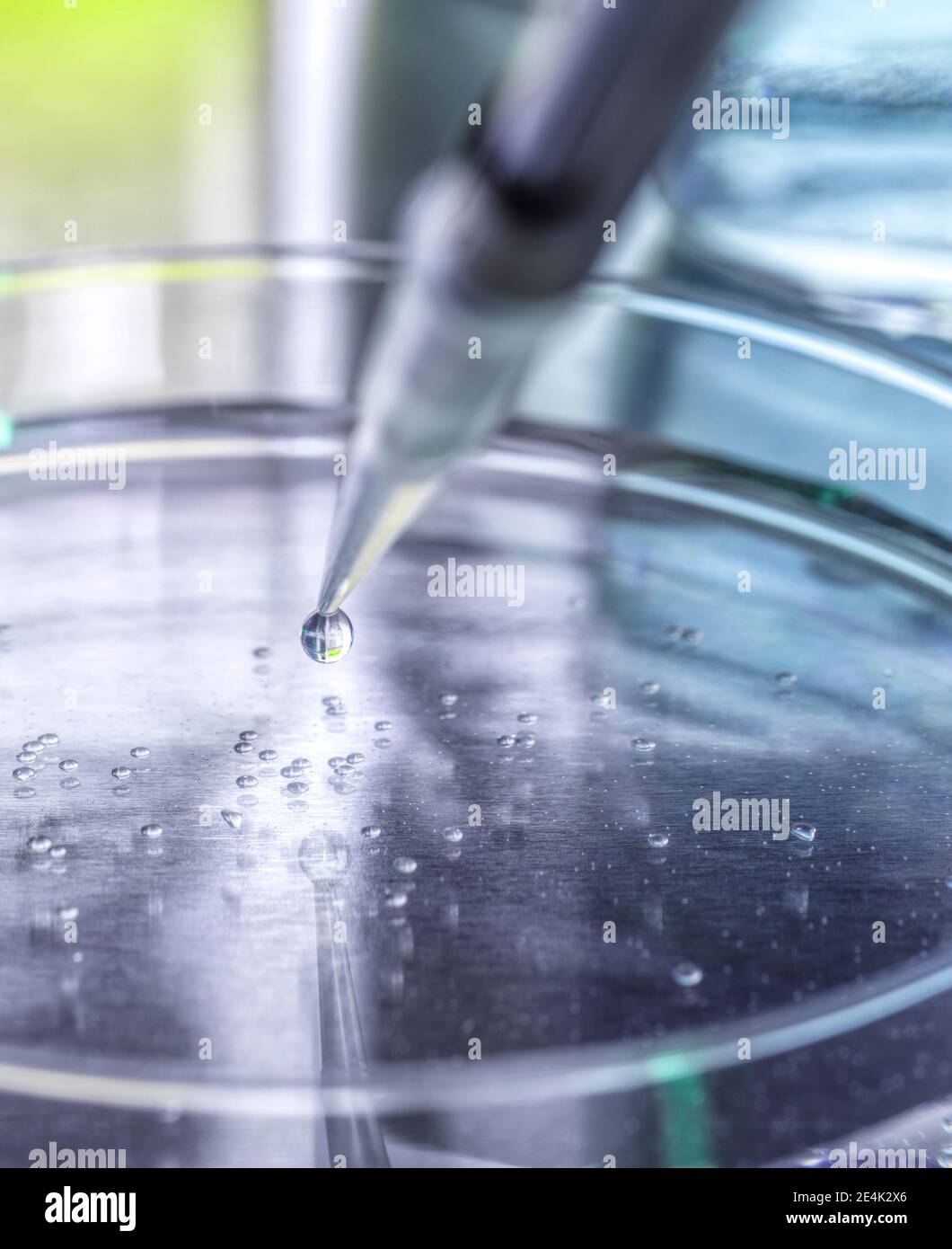 Capsula di Petri contenente cellule staminali sviluppate durante l'esperimento in laboratorio Foto Stock