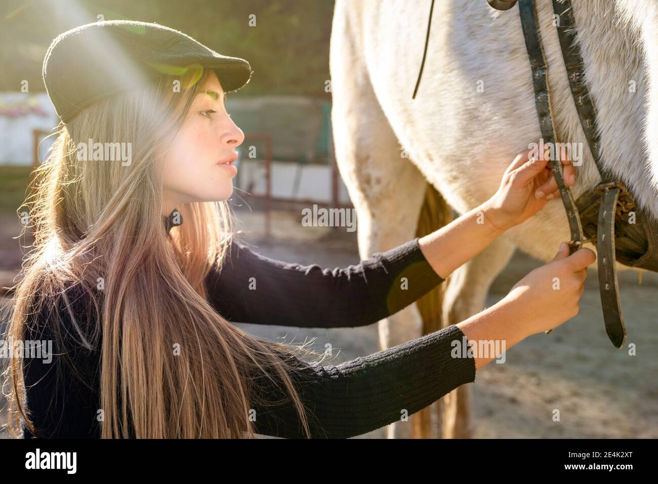 Donna allacciatura sella su cavallo in paddock Foto Stock