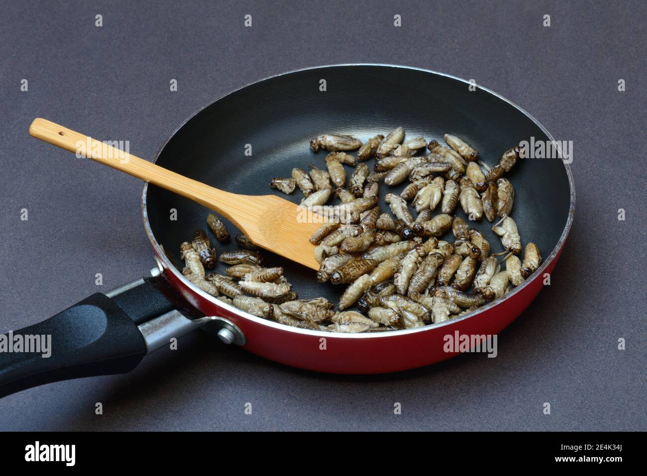 I criceti fritti in padella, Acheta domesticus Foto Stock