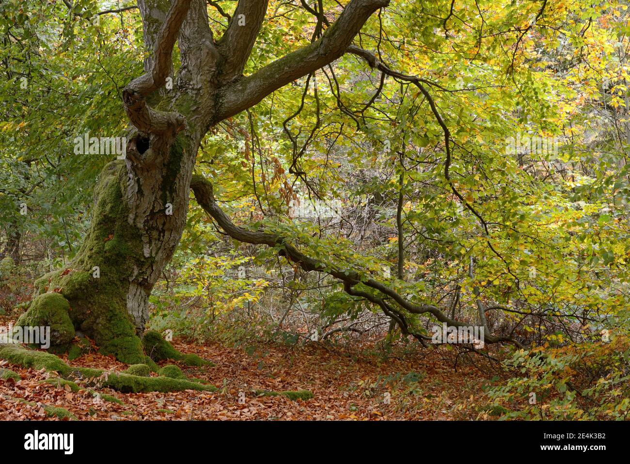 Antico faggio hute (Fagus sylvatica), Halloh hute foresta vicino Albertshausen, Bad Wildungen, Kellerwald-Edersee parco naturale, Assia, Germania Foto Stock