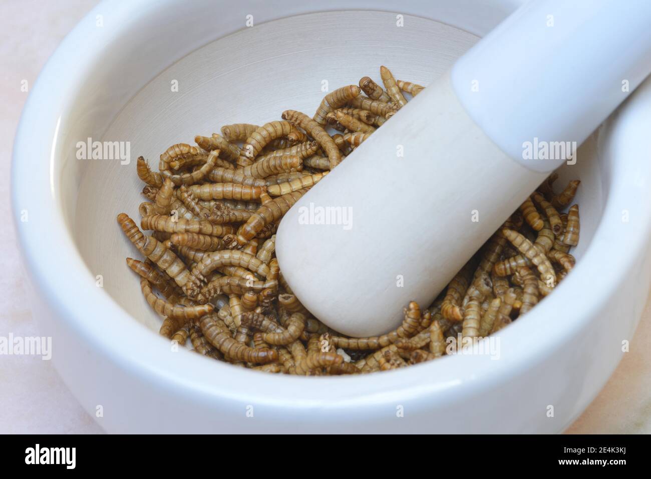 Vermi in ciotola da grattugiare, Tenebiro molitor Foto Stock