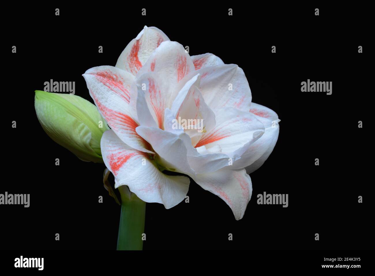 Amaryllis hippeastrum, ninfa, stella di cavalieri, fiore Foto Stock