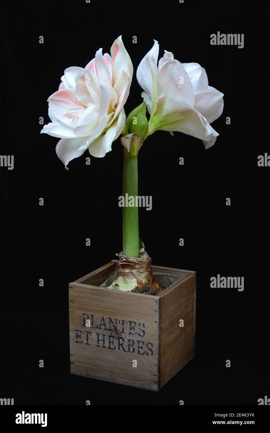 Amaryllis hippeastrum, Ninfa, Stella di Chivalry Foto Stock