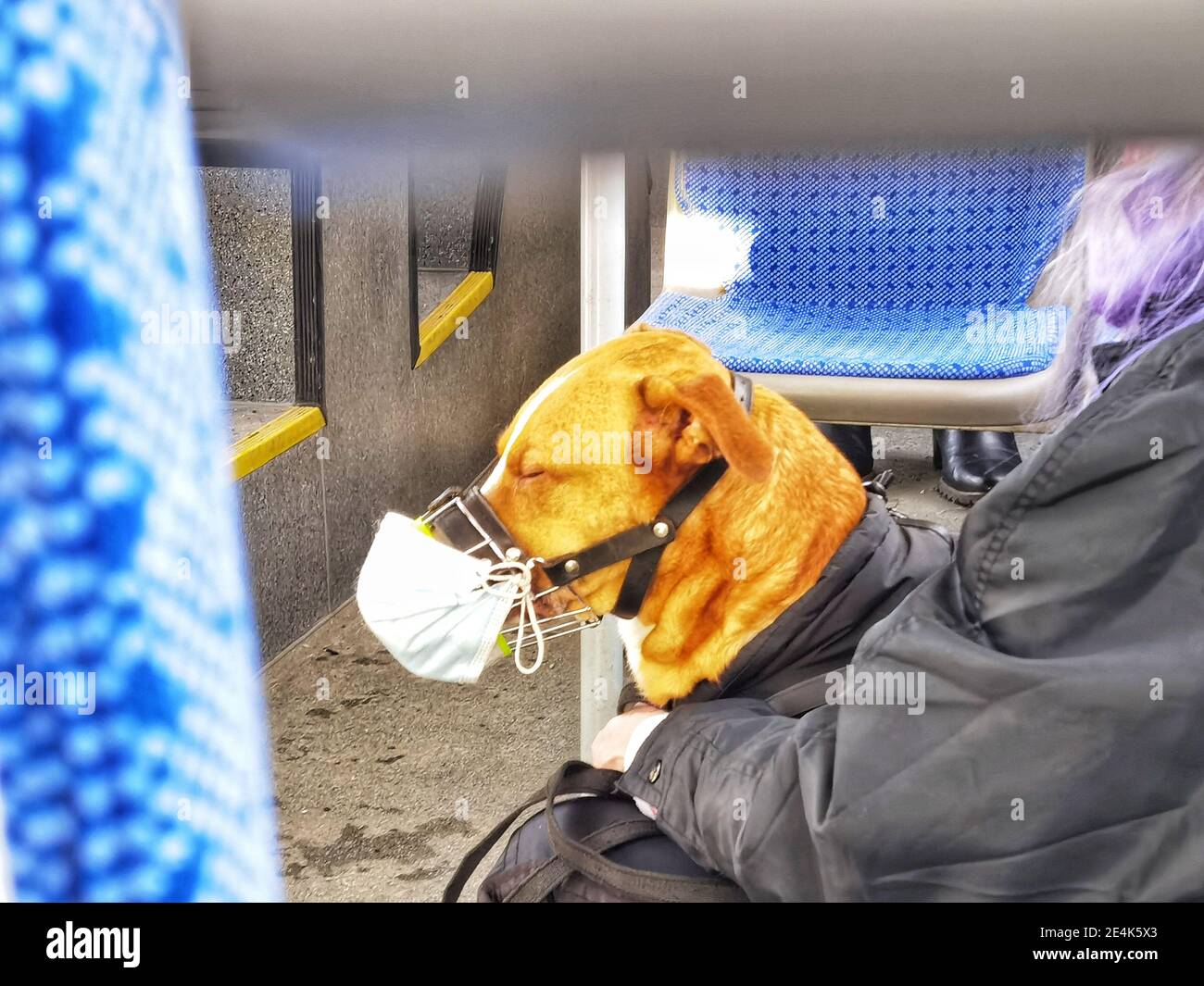 Monaco, Baviera, Germania. 24 gennaio 2021. Un cane su un citybus a Monaco di Baviera, Germania ha una maschera sopra il suo muso, presumibilmente per il proprietario di fare una dichiarazione a coloro che continuano a non indossare maschere o mettere le loro maschere su dopo sedersi. I ricercatori hanno anche notato che gli animali domestici stanno diventando infettati con il nuovo coronavirus, ma la piena estensione degli effetti non sono completamente compresi. Credit: Sachelle Babbar/ZUMA Wire/Alamy Live News Foto Stock