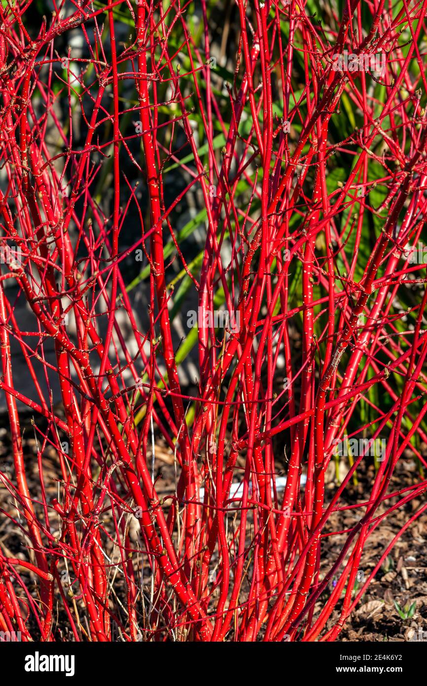 Arbusto di Cornus alba 'Sibirica' con steli rosso cremisi in inverno e foglie rosse in autunno comunemente noto come dogwood siberiano, foto d'inventario Foto Stock