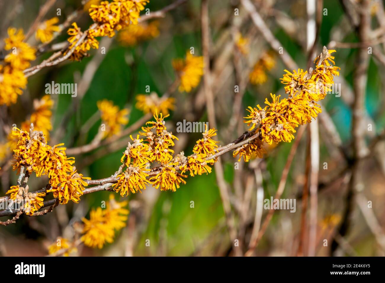 Hamamelis x Intermedia 'Brevipetala' (Hazel strega) una pianta di arbusto dell'albero di fioritura di primavera invernale che ha un fiore giallo primaverile altamente profumato e. Foto Stock