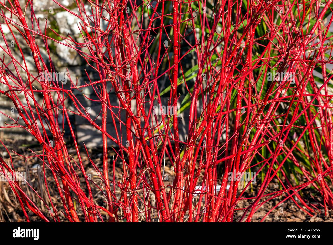 Arbusto di Cornus alba 'Sibirica' con steli rosso cremisi in inverno e foglie rosse in autunno comunemente noto come dogwood siberiano, foto d'inventario Foto Stock