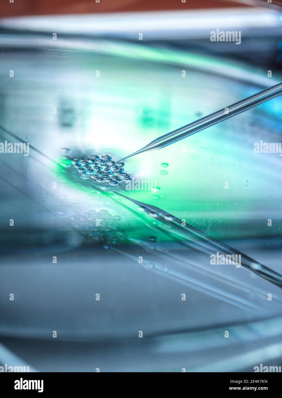 Piastra Petri con trasferimento nucleare in corso su diversi cellule staminali embrionali Foto Stock