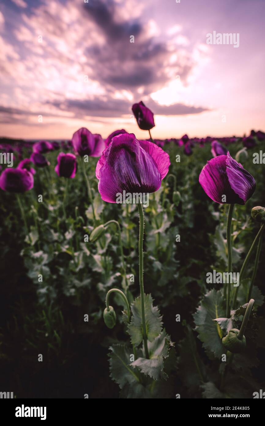 Paesaggio con bel tramonto sul campo di papavero Foto Stock