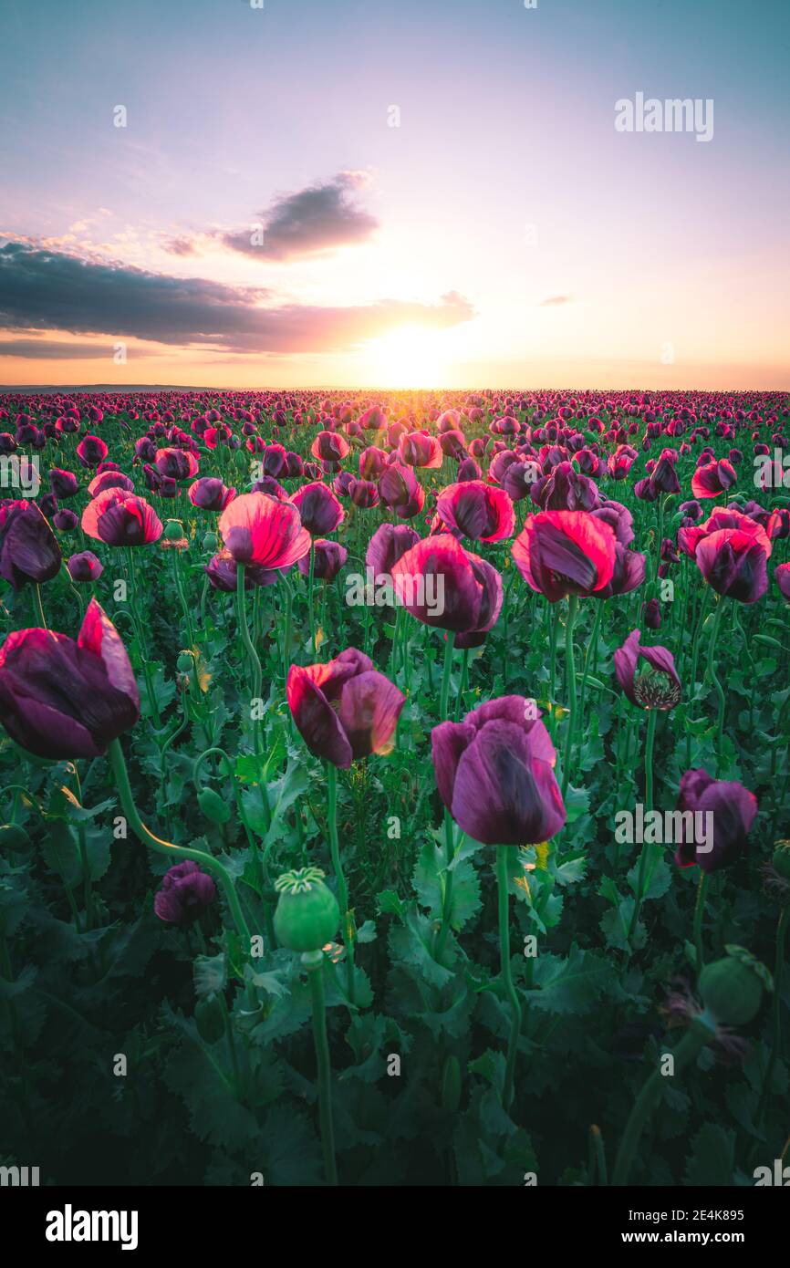 Paesaggio con bel tramonto sul campo di papavero Foto Stock