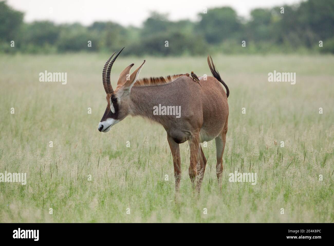 Roan Antelope Hippotragus equinus. Oxpecker Buphagus erythorhynchus rosso-fatturato su spalle alla ricerca di parassiti esterni, zecche, sangue di suzione mosche. Foto Stock