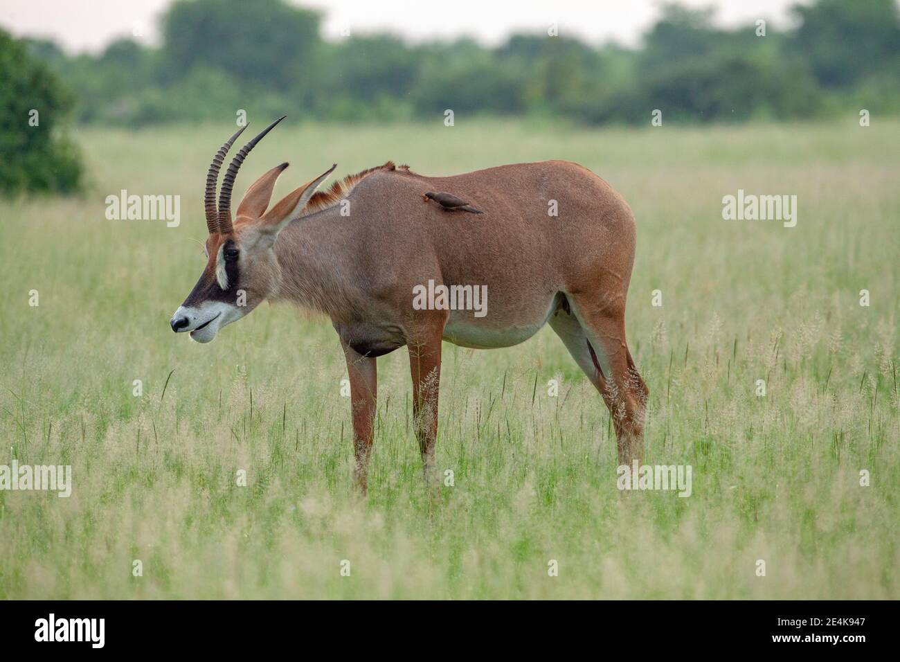 Roan Antelope Hippotragus equinus. Donna incinta. Oxpecker Buphagus sp. Con fatturazione rossa sulle spalle alla ricerca di zecche parassiti esterne, mosche succhianti sangue. Foto Stock