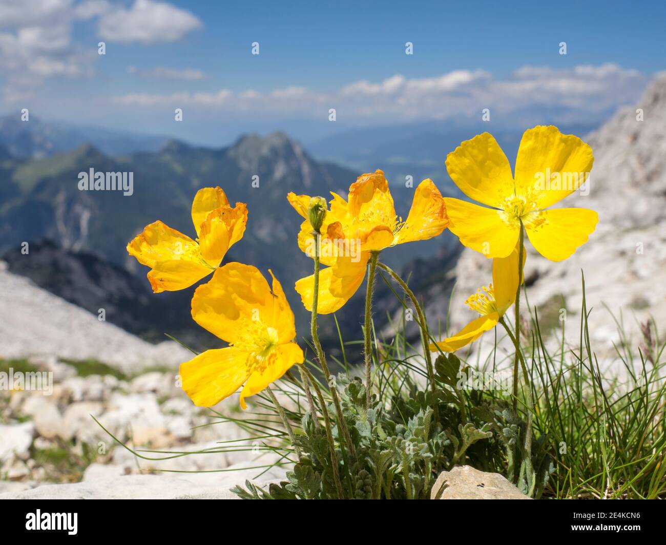 Papaveri alpini gialli (Papaver alpinum) in fiore Foto Stock