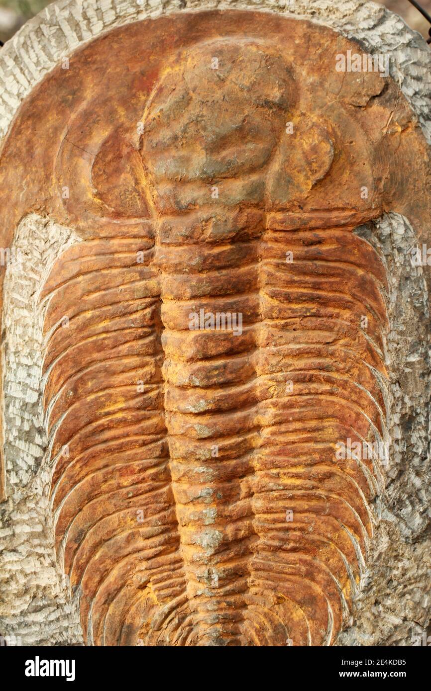Trilobiti fossili (Paradoxides sp.) Marocco Africa Foto Stock