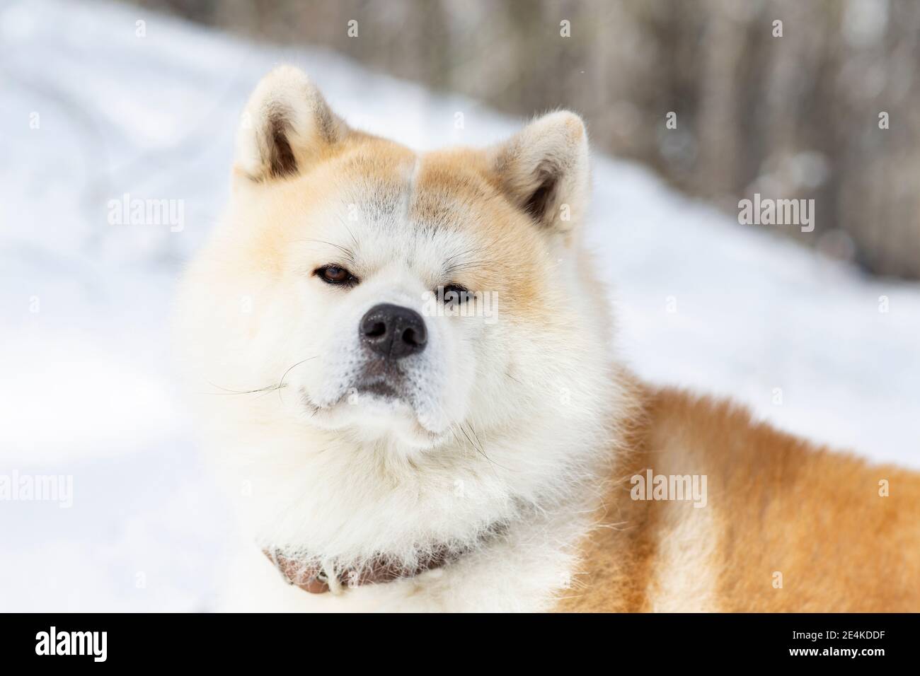 Carino cane akita in inverno Foto Stock