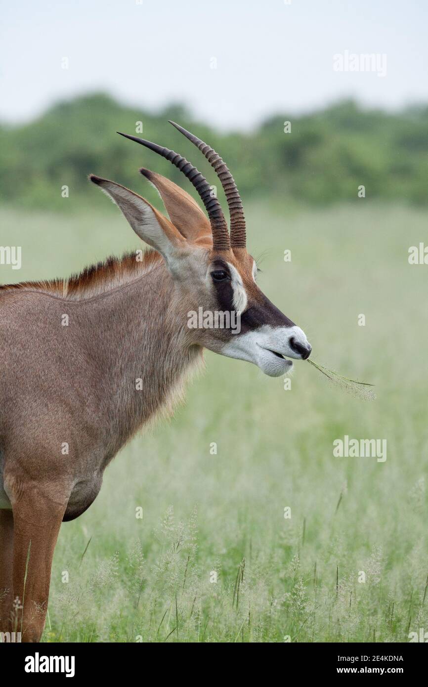 Roan Antelope (Ippotragus equinus). Corna a forma di scimitar, orecchie lunghe, marcature nere bianche del viso. Masticare l'erba raccolta. Profilo testa, avanti corpo. Foto Stock