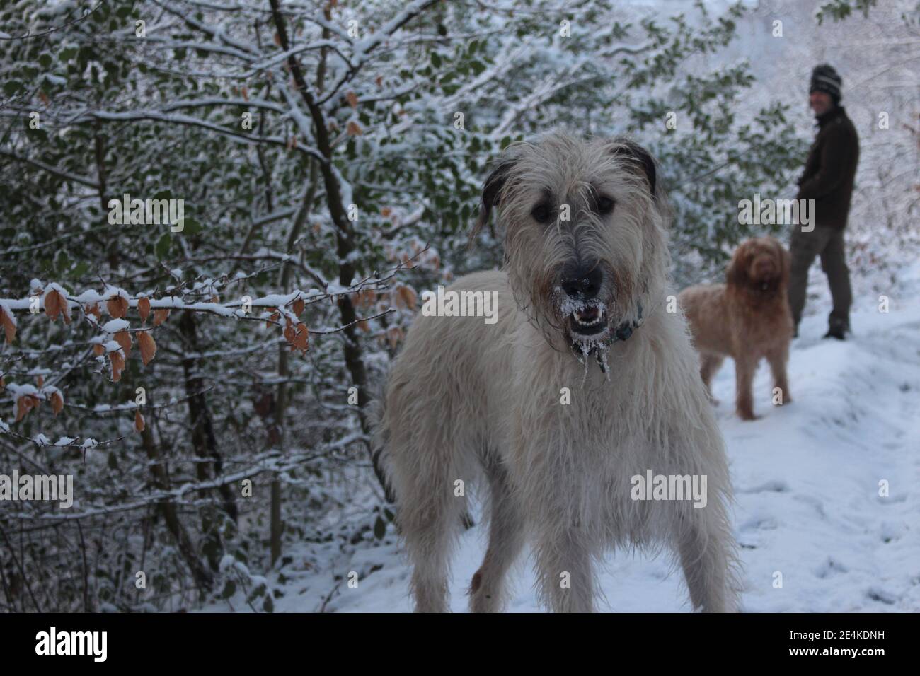 Una fotografia di un grande cane lupo tipo puppy godendo il tempo nevoso con un altro cane e un uomo dentro lo sfondo Foto Stock