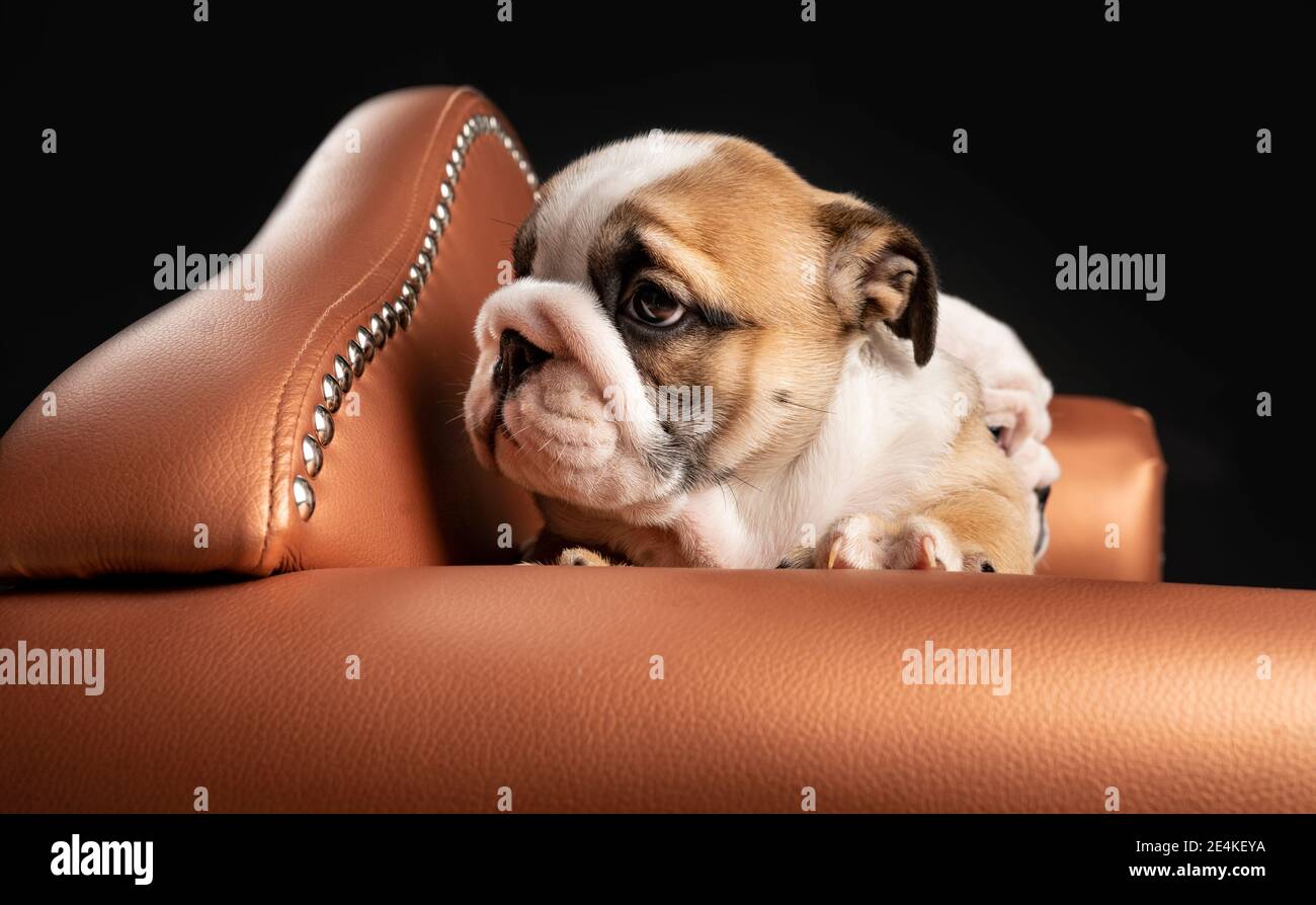 Ritratto di cucciolo di Bulldog inglese sdraiato in poltrona Foto Stock