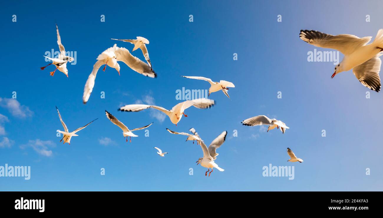 Gregge di gabbiani che volano contro il cielo blu Foto Stock