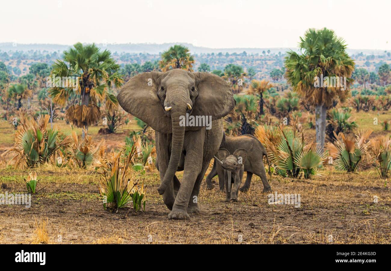 Elephant madre con due bambini in carica presso la fotografa Foto Stock