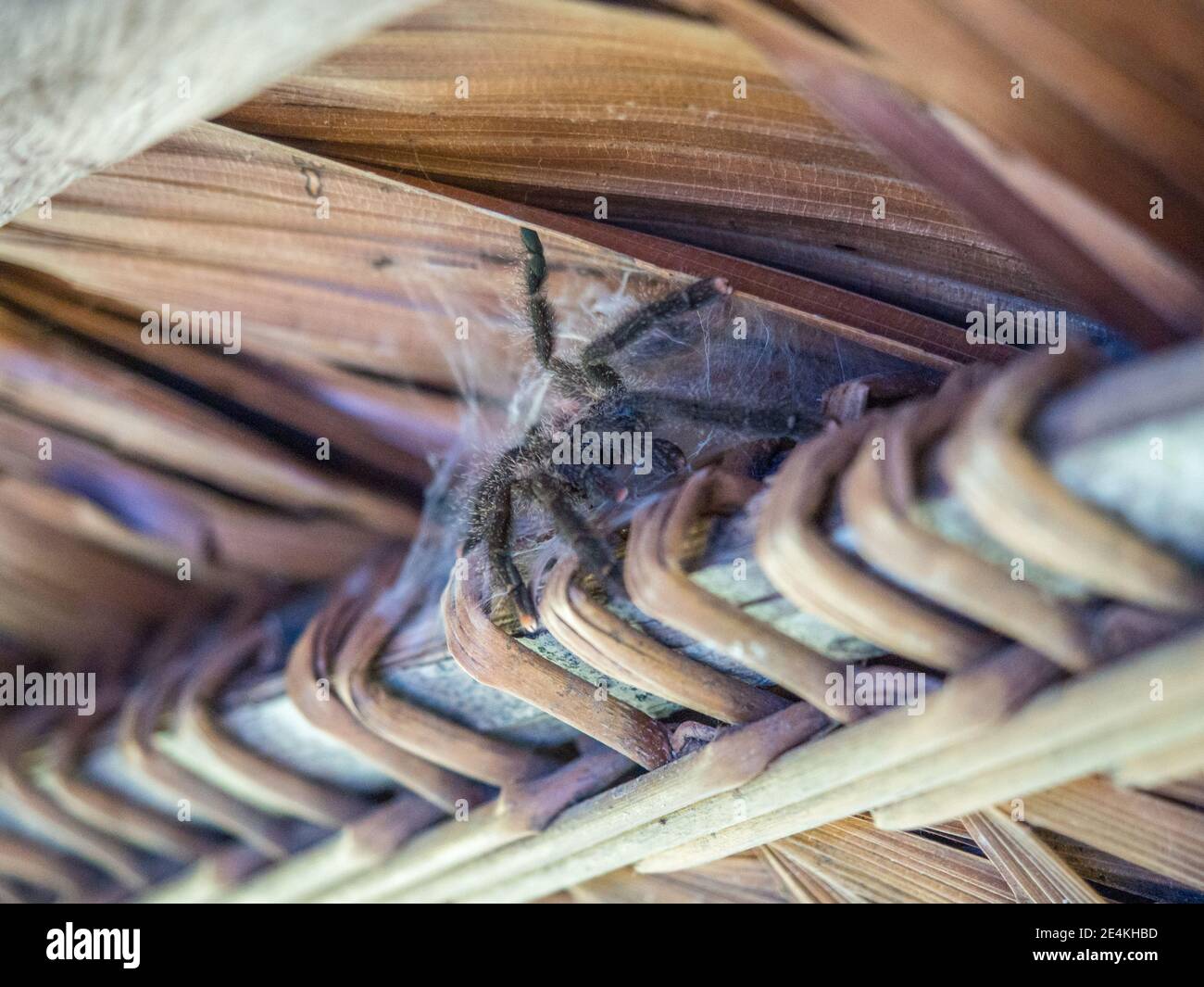 Tarantula - un grande ragno peloso trovato principalmente in America tropicale e subtropicale, alcuni tipi di cui sono in grado di catturare piccole lucertole, rane, e bi Foto Stock