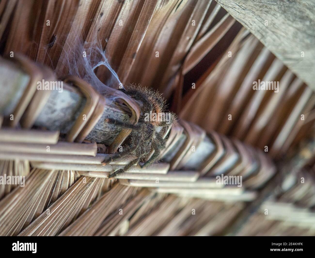 Tarantula - un grande ragno peloso trovato principalmente in America tropicale e subtropicale, alcuni tipi di cui sono in grado di catturare piccole lucertole, rane, e bi Foto Stock
