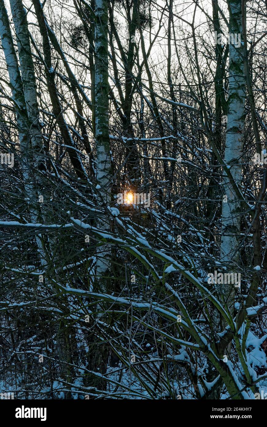 fitta foresta invernale al tramonto - il sole si infrange la foresta innevata Foto Stock