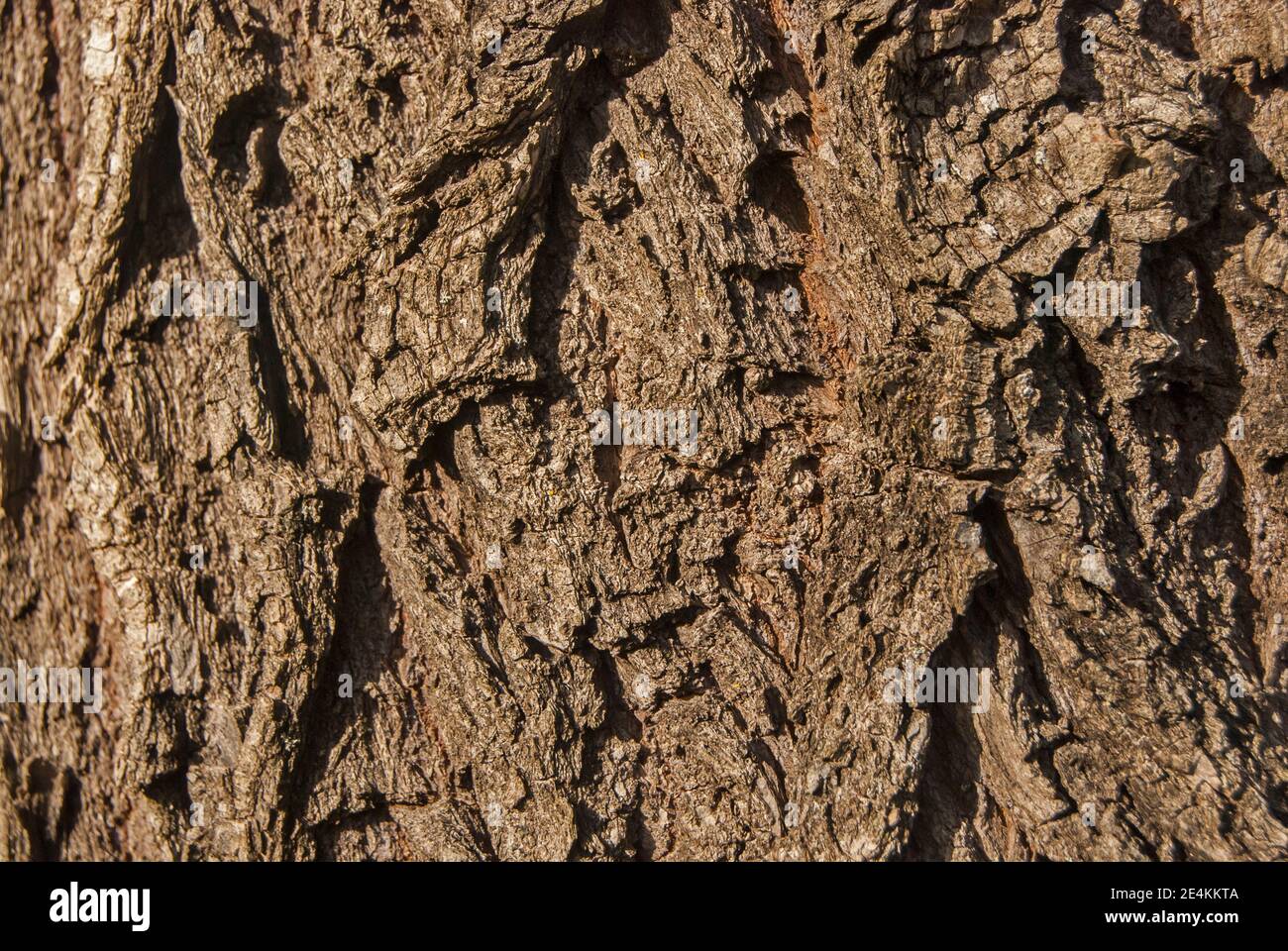 Grande salice albero corteccia closeup come sfondo di legno Foto Stock
