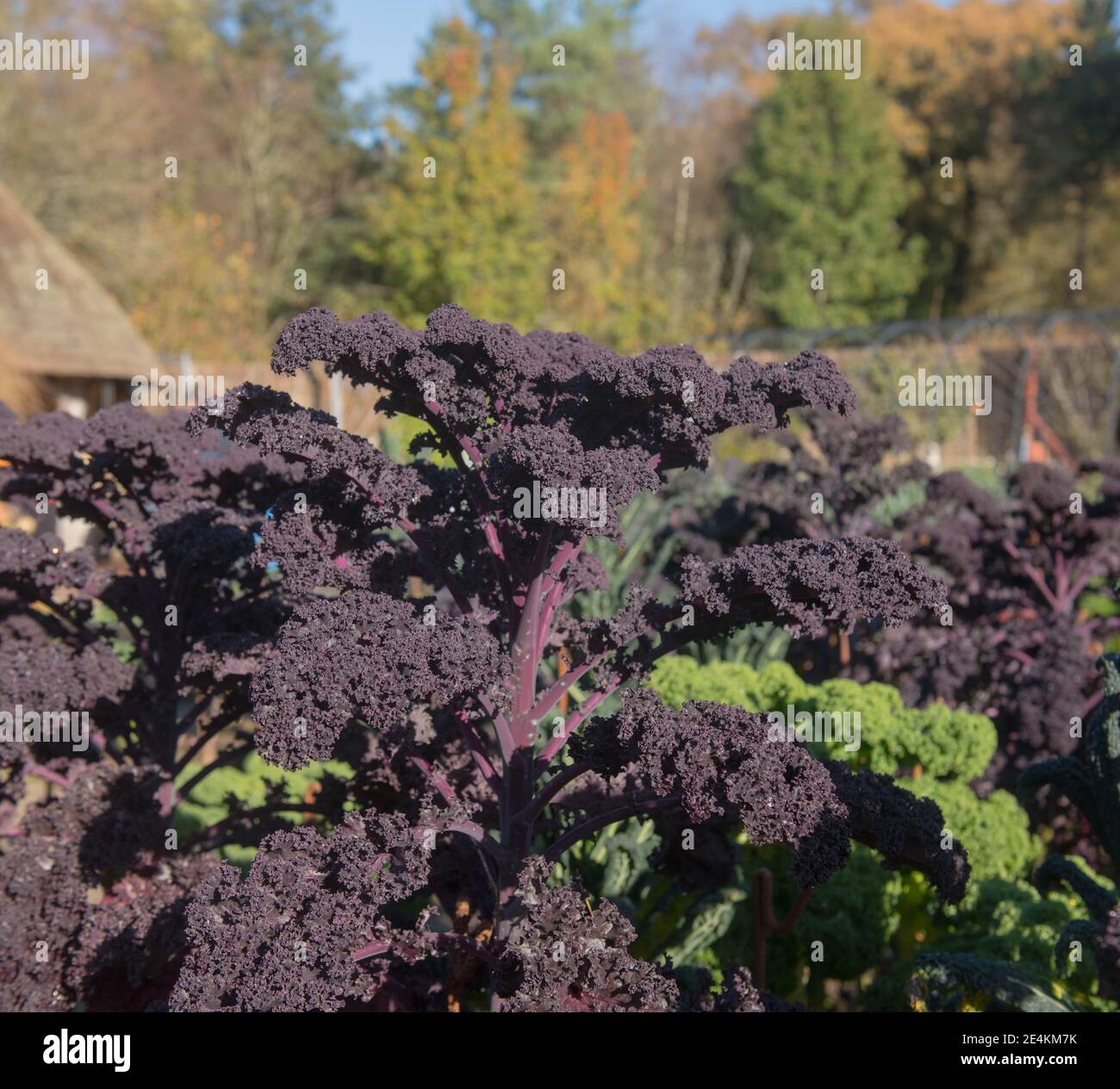 Crop d'autunno di origine coltivato viola organico Leaved Redbor Kale (Brassica oleracea 'Acephala Group') Crescere su un'assegnazione in un orto Foto Stock
