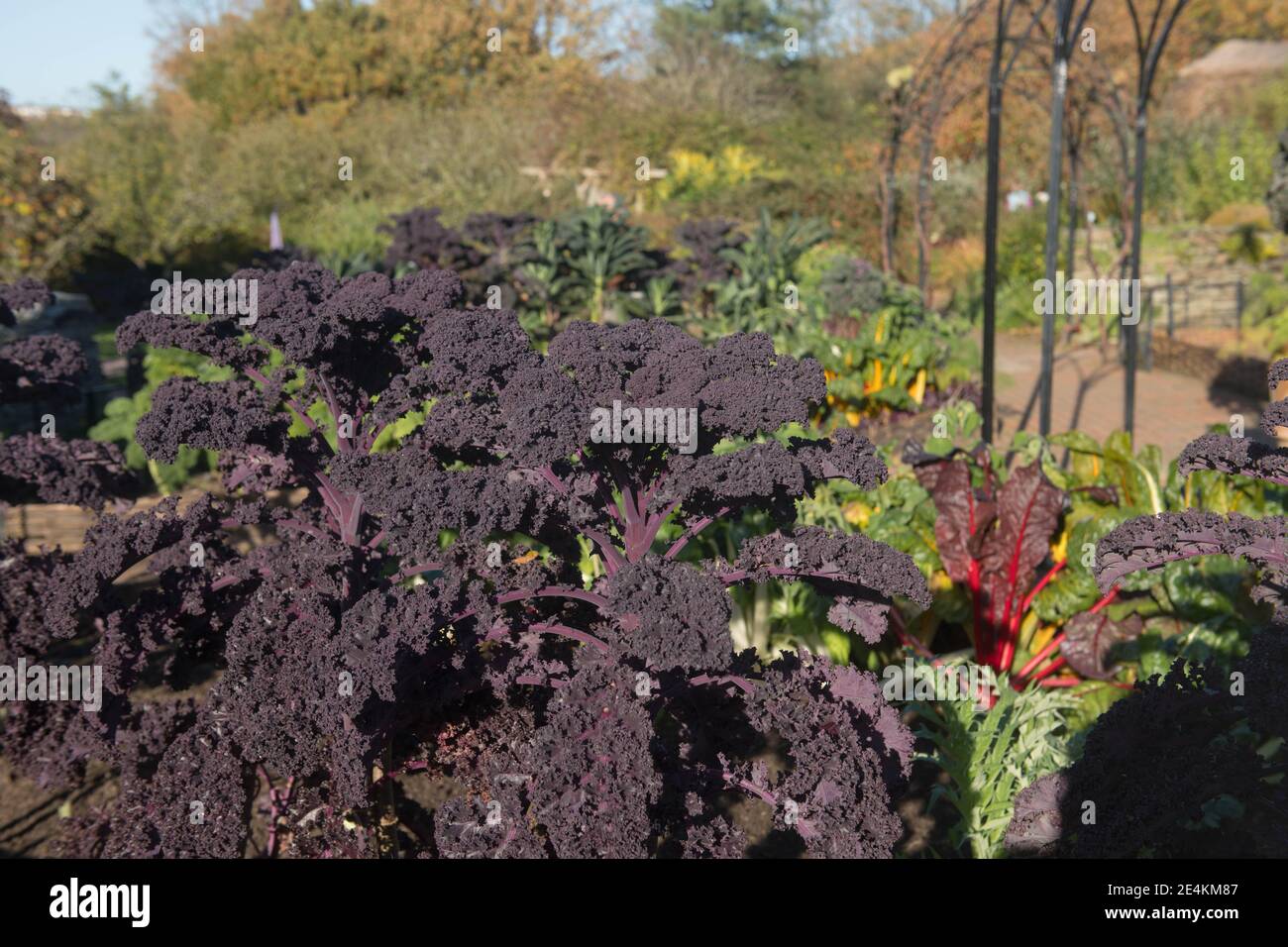 Crop d'autunno di origine coltivato viola organico Leaved Redbor Kale (Brassica oleracea 'Acephala Group') Crescere su un'assegnazione in un orto Foto Stock