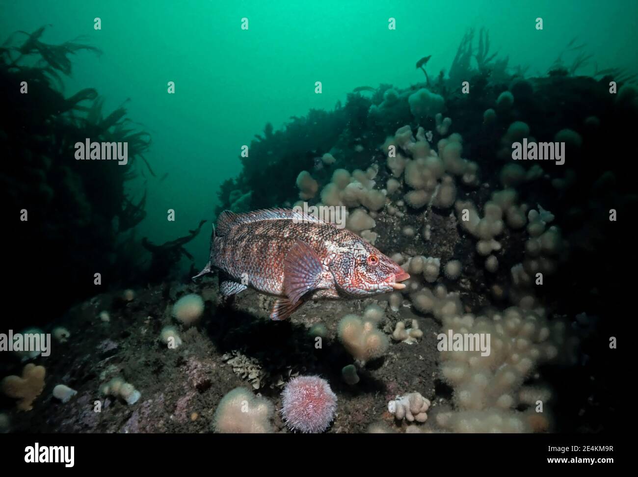 Ballan wrasse (Labrus bergylta) nuoto di fronte a una barriera corallina, Regno Unito. Foto Stock