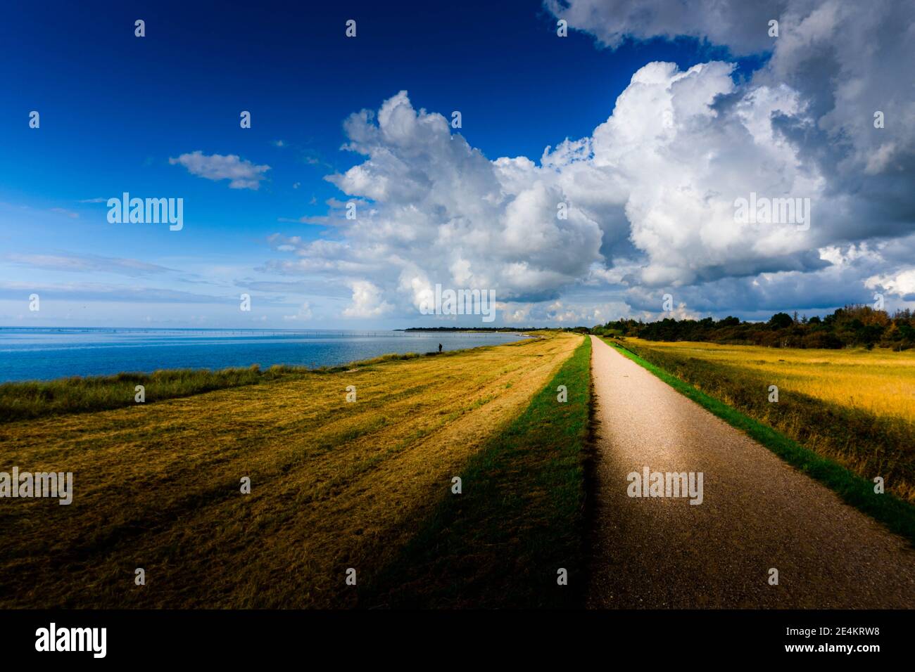 Passeggiata di sabbia al mar baltico vicino al campo giallo in Danimarca Foto Stock