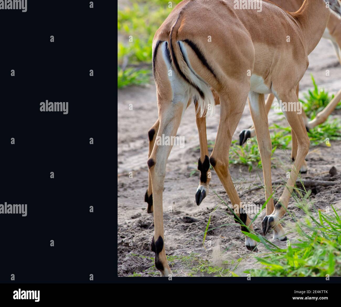 Impala (Aepyceros melampus). Segni di rigonfiamento, coscia, tenone, caviglia, lucchetti, ghiandole nere gonfie associate, chiodi di garofano, zoccoli, camminate di animali femminili Foto Stock
