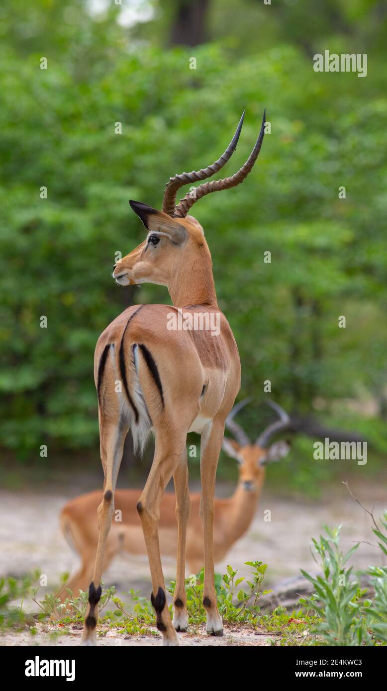 Impala (Aepyceros melampus). Adulto maschio. Vista dal retro. Mostra corna, segni neri, su orecchie, groppa, caviglie di coda, fetlock hock giunto ghiandola.Botswana. Foto Stock