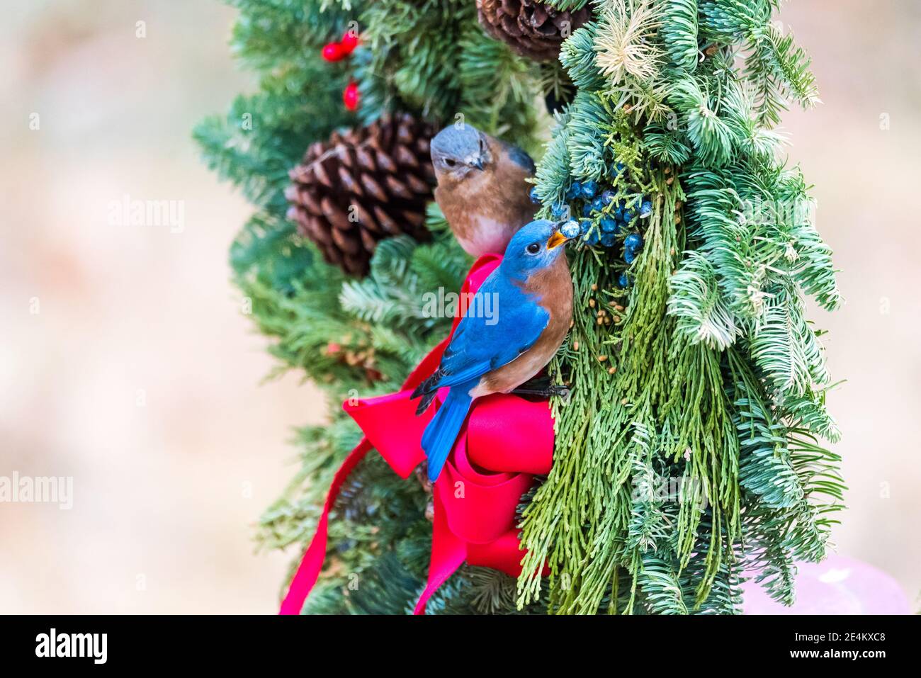 Closeup di due bluebirds orientali arroccati in una corona di Natale, uno guardando sopra mentre l'altro mangia le bacche nella corona. Foto Stock