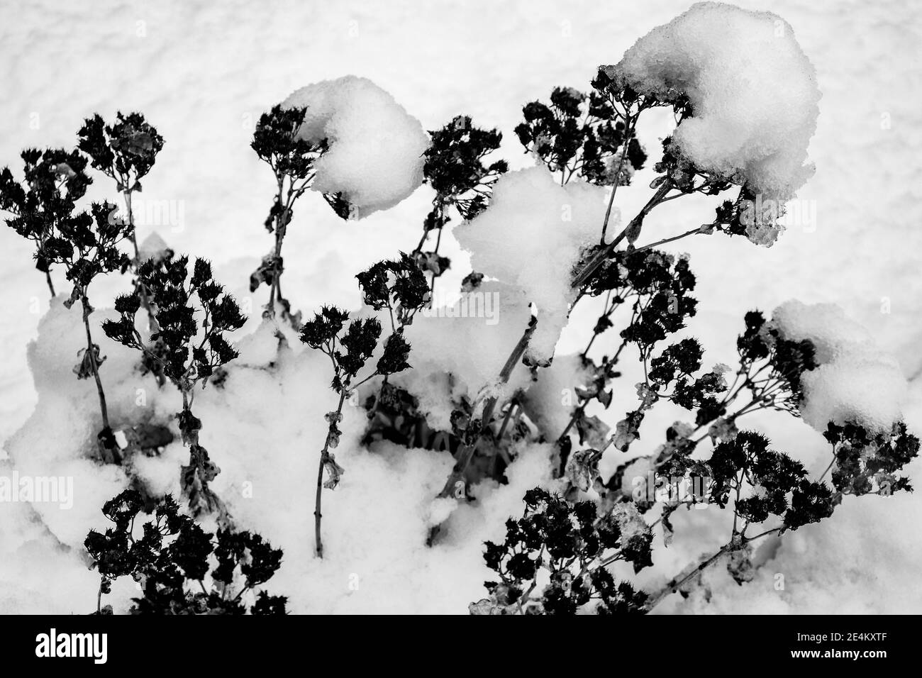 Epsom Surrey, Londra UK, gennaio 24 2021, Fresh Snow si spazza sulla parte meridionale dell'Inghilterra mentre un artico Blast dal Nord crea UN inverno innevato Foto Stock