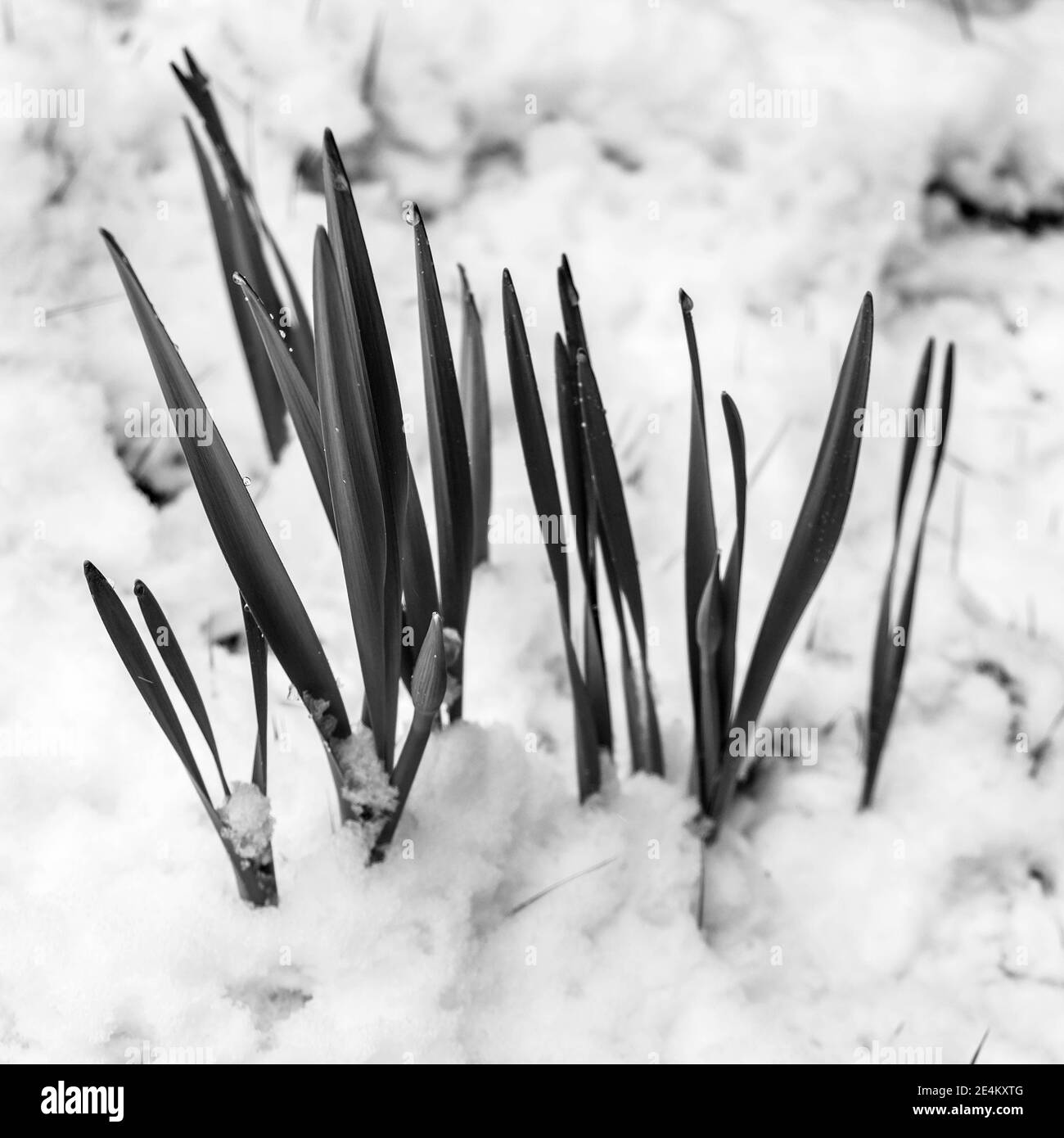 Epsom Surrey, Londra UK, gennaio 24 2021, Fresh Snow si spazza sulla parte meridionale dell'Inghilterra mentre un artico Blast dal Nord crea UN inverno innevato Foto Stock