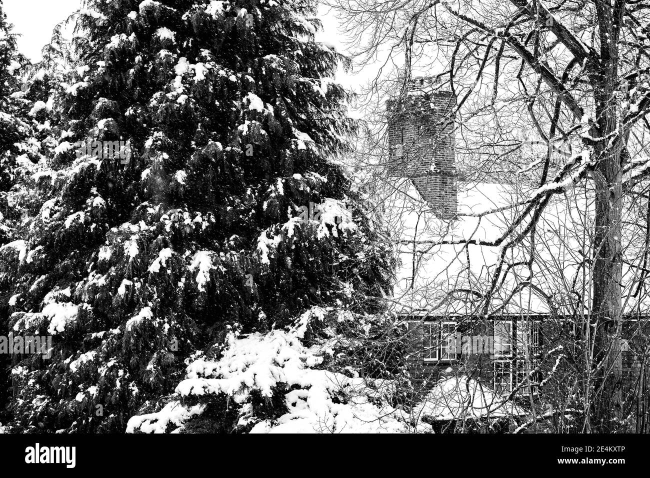 Epsom Surrey, Londra UK, gennaio 24 2021, Fresh Snow si spazza sulla parte meridionale dell'Inghilterra mentre un artico Blast dal Nord crea UN inverno innevato Foto Stock