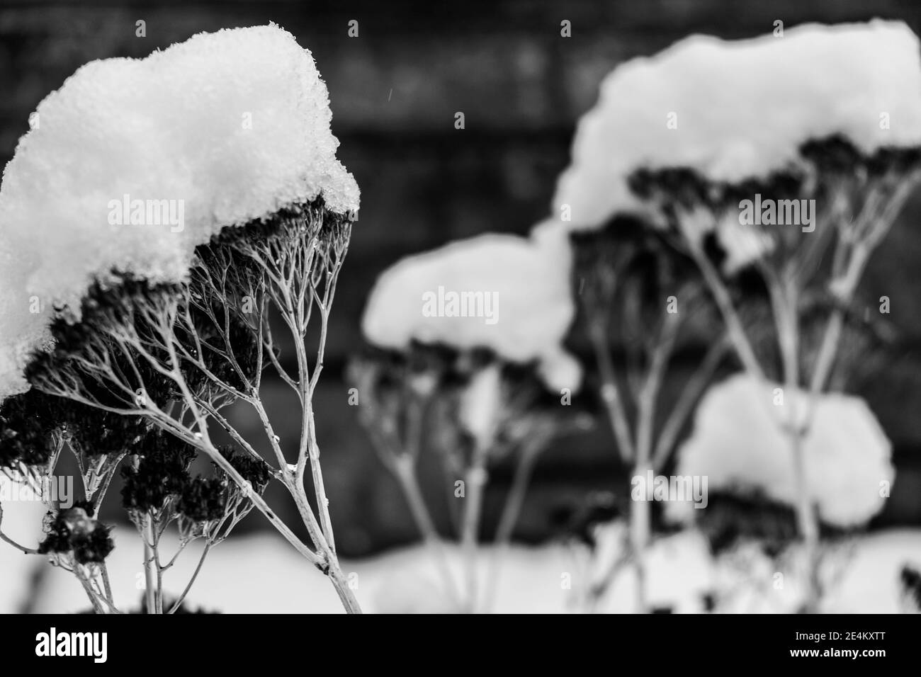 Epsom Surrey, Londra UK, gennaio 24 2021, Fresh Snow si spazza sulla parte meridionale dell'Inghilterra mentre un artico Blast dal Nord crea UN inverno innevato Foto Stock