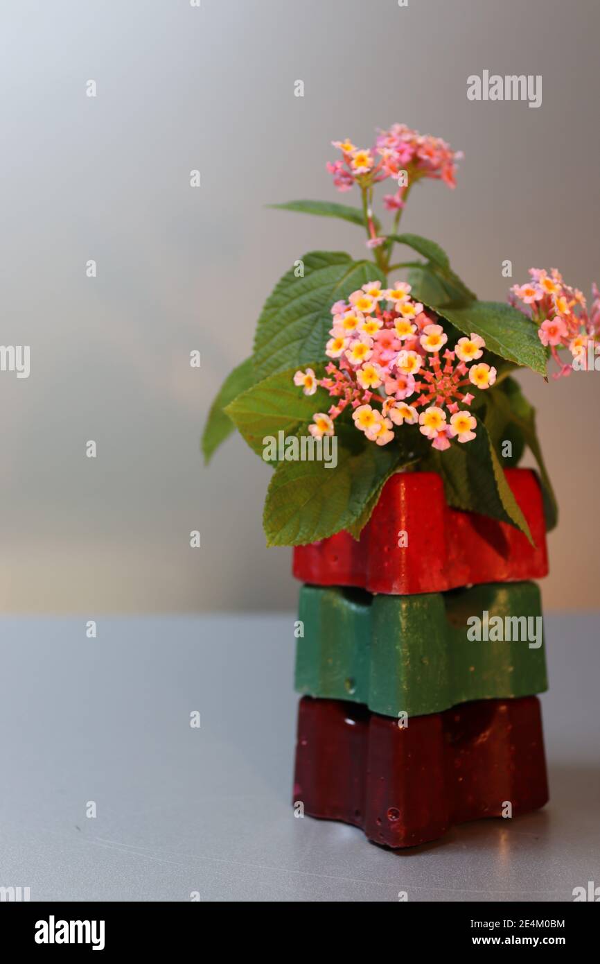 Lantana minuscoli fiori con un'arte Foto Stock