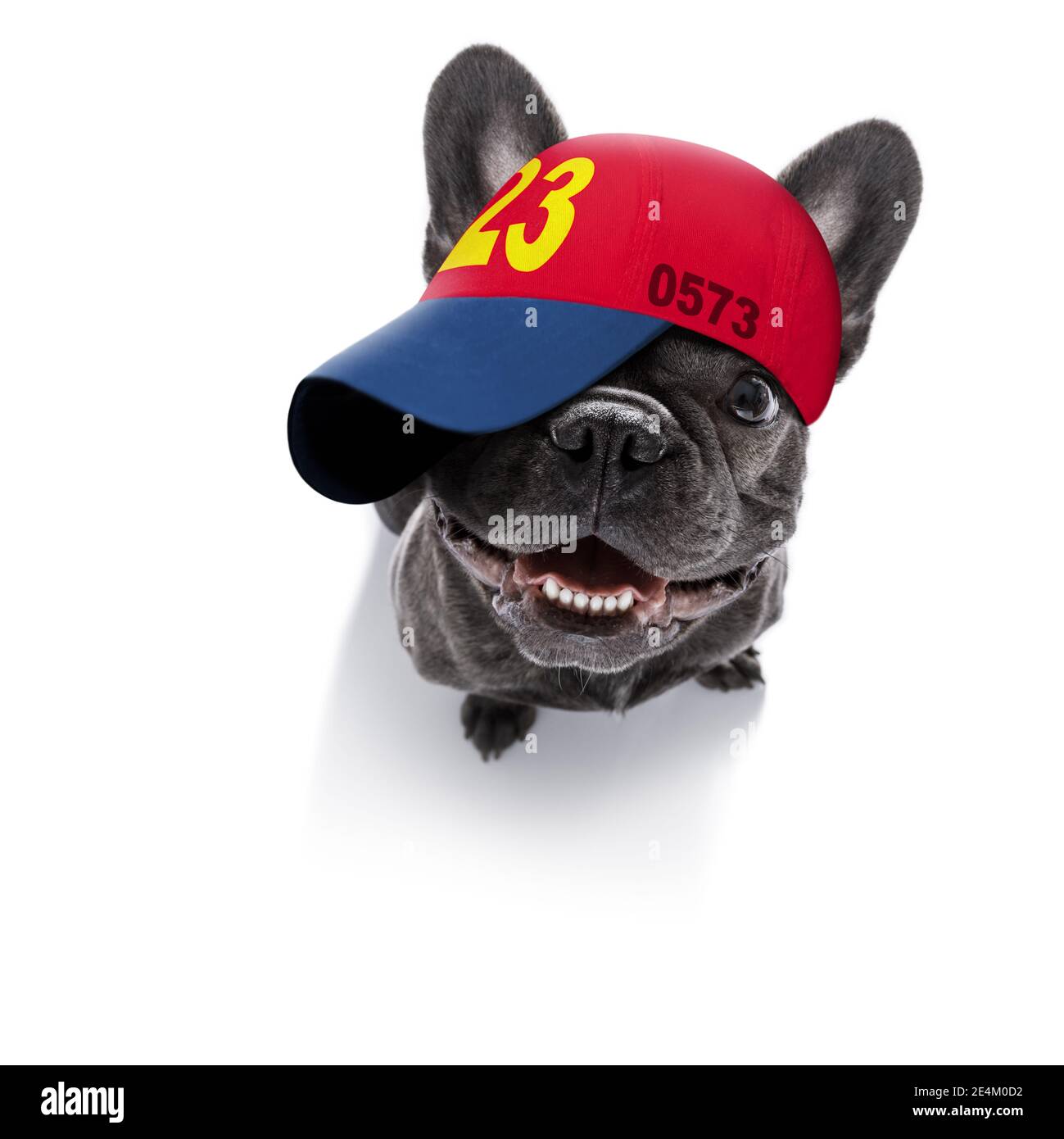 fresco casual look cane da bulldog francese che indossa un cappello da  baseball o cappello, sportivo e in forma, isolato su sfondo bianco Foto  stock - Alamy