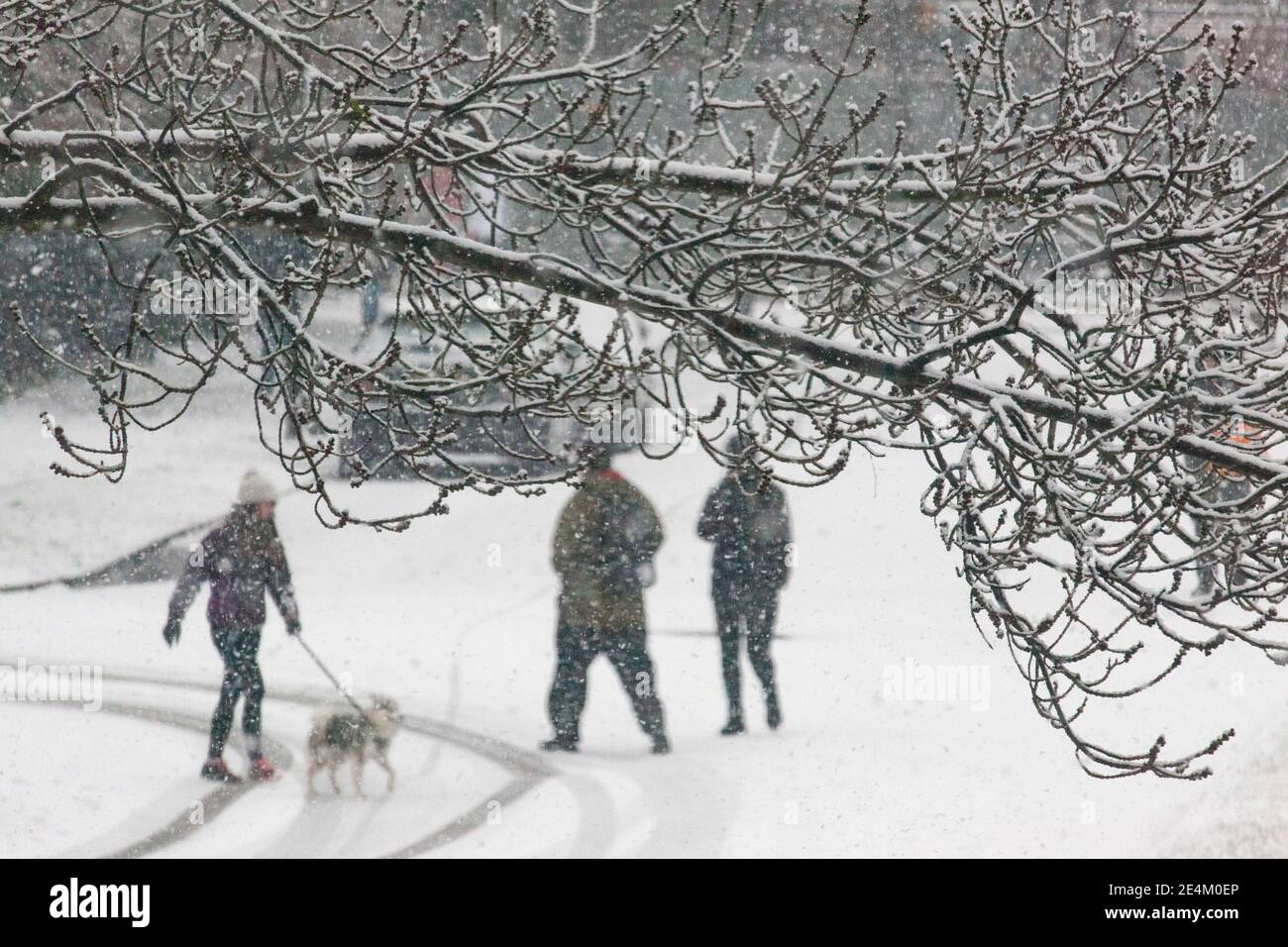 UK Weather, Londra, 24 gennaio 2021: Una rara nevicata ha raggiunto la capitale la domenica mattina, rivestendo alberi e ruscelli con circa 2 cm di neve nel corso di 2 ore. Anna Watson/Alamy Live News Foto Stock