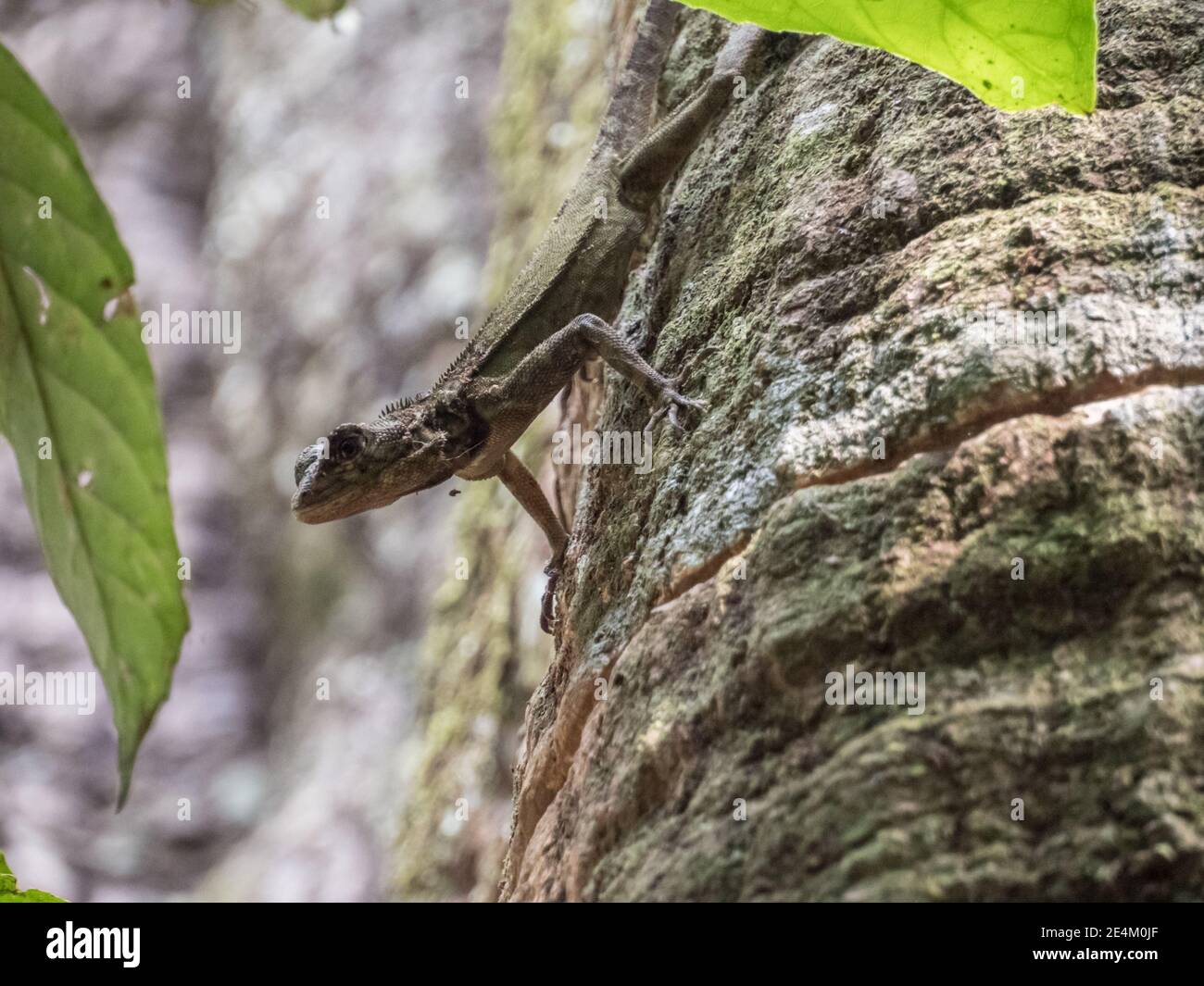 Una piccola lucertola sull'albero di Ceiba nella giungla amazzonica. Amazzonia. America Latina. Foresta pluviale. Brasile, Sud America. Foto Stock