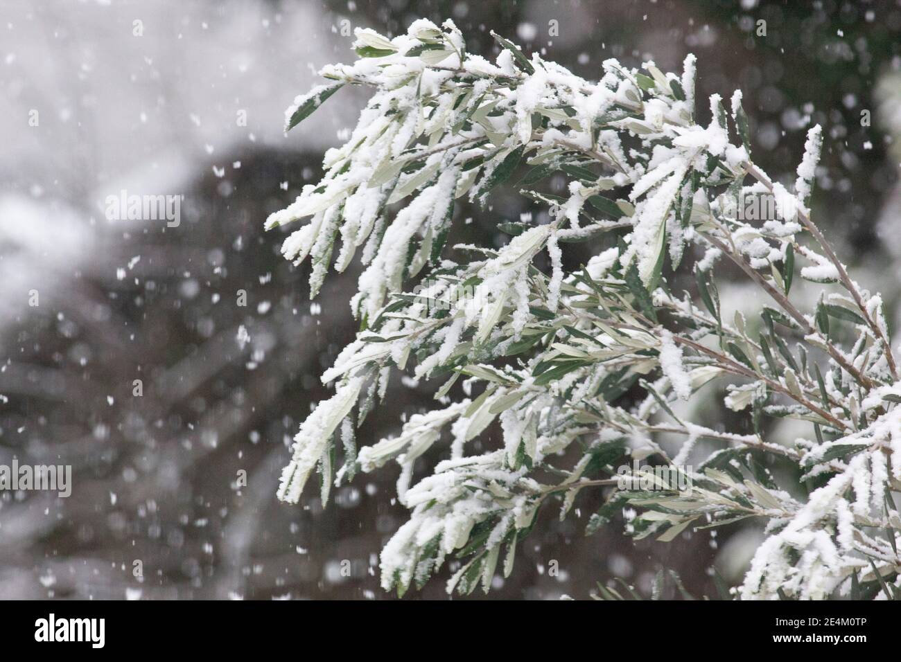 UK Weather, Londra, 24 gennaio 2021: Una rara nevicata ha raggiunto la capitale la domenica mattina, rivestendo alberi e ruscelli con circa 2 cm di neve nel corso di 2 ore. Anna Watson/Alamy Live News Foto Stock